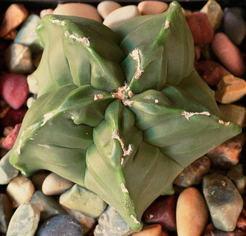 Astrophytum myriostigma var. strongylogonum  subvar. nudum